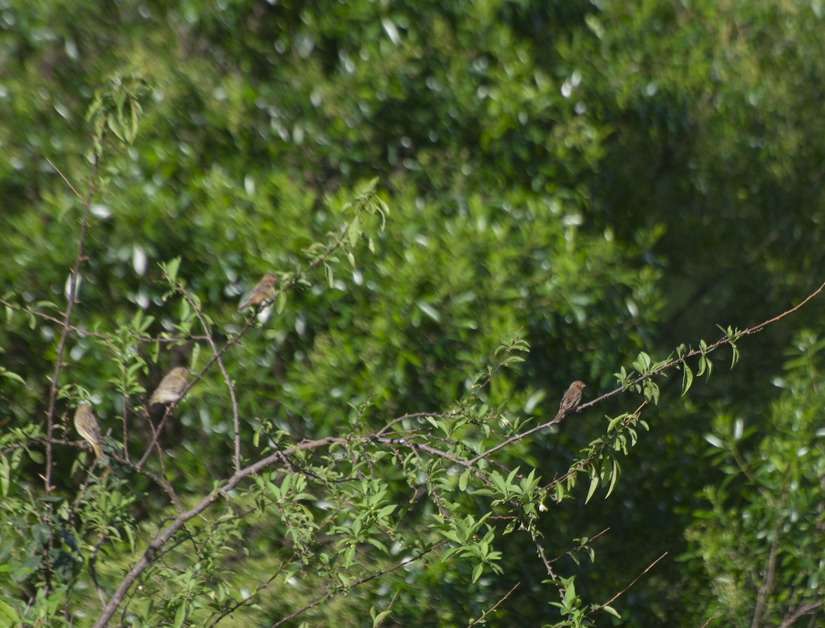 Chestnut Seedeater - Alan Hentz