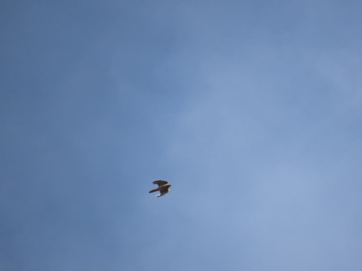 Brown Goshawk - ML611337995