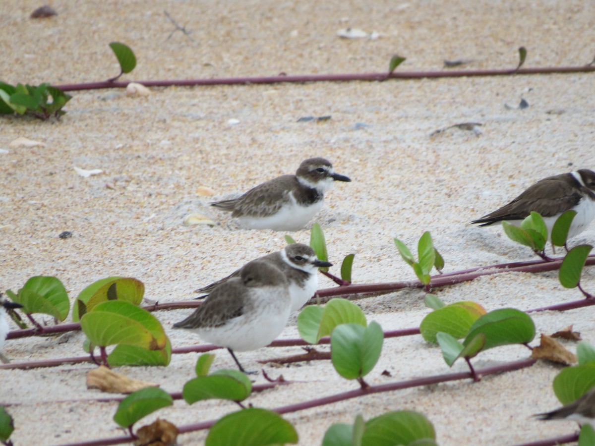 Wilson's Plover - ML611337999