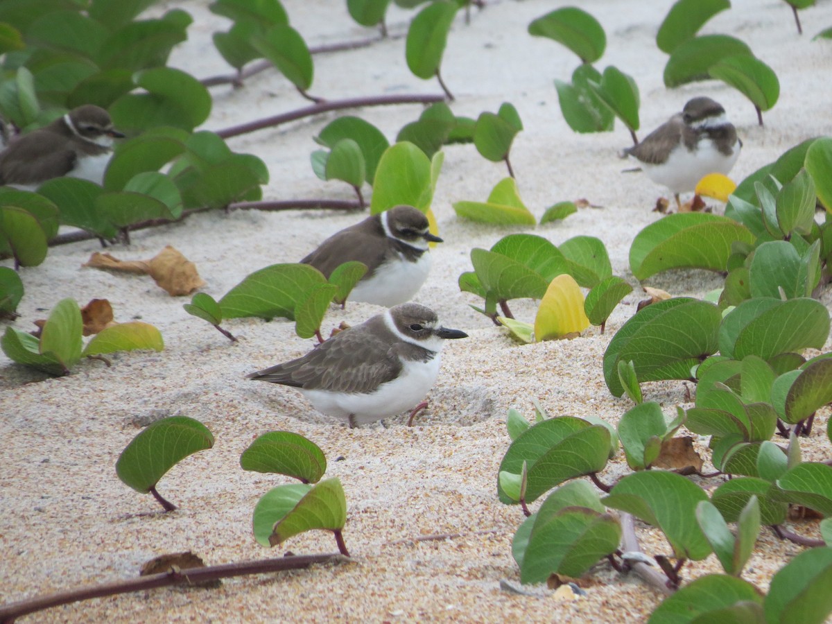 Wilson's Plover - ML611338000