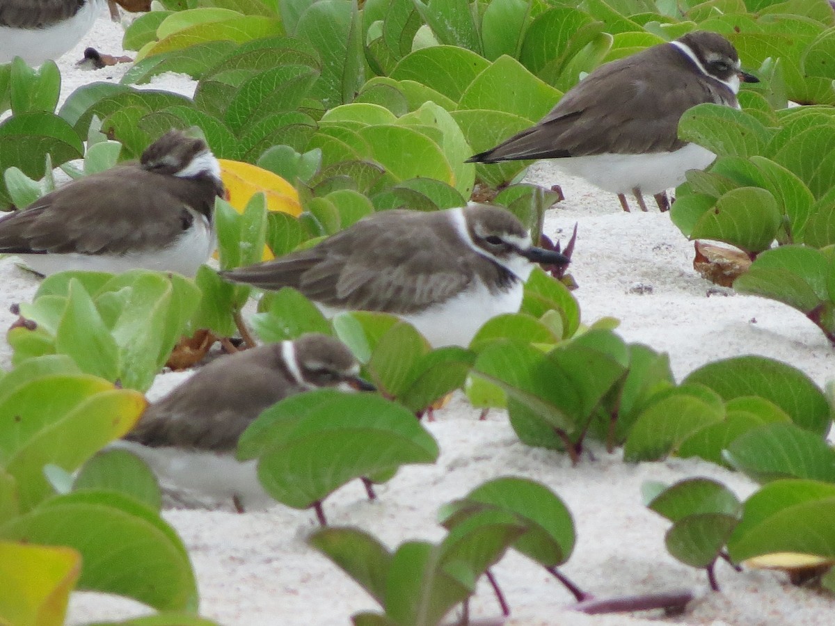 Wilson's Plover - ML611338008