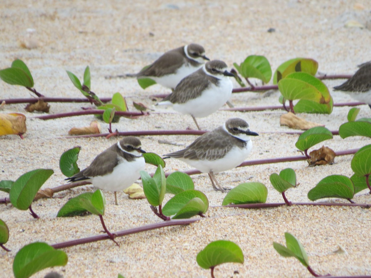 Wilson's Plover - Peter Johnson-Staub