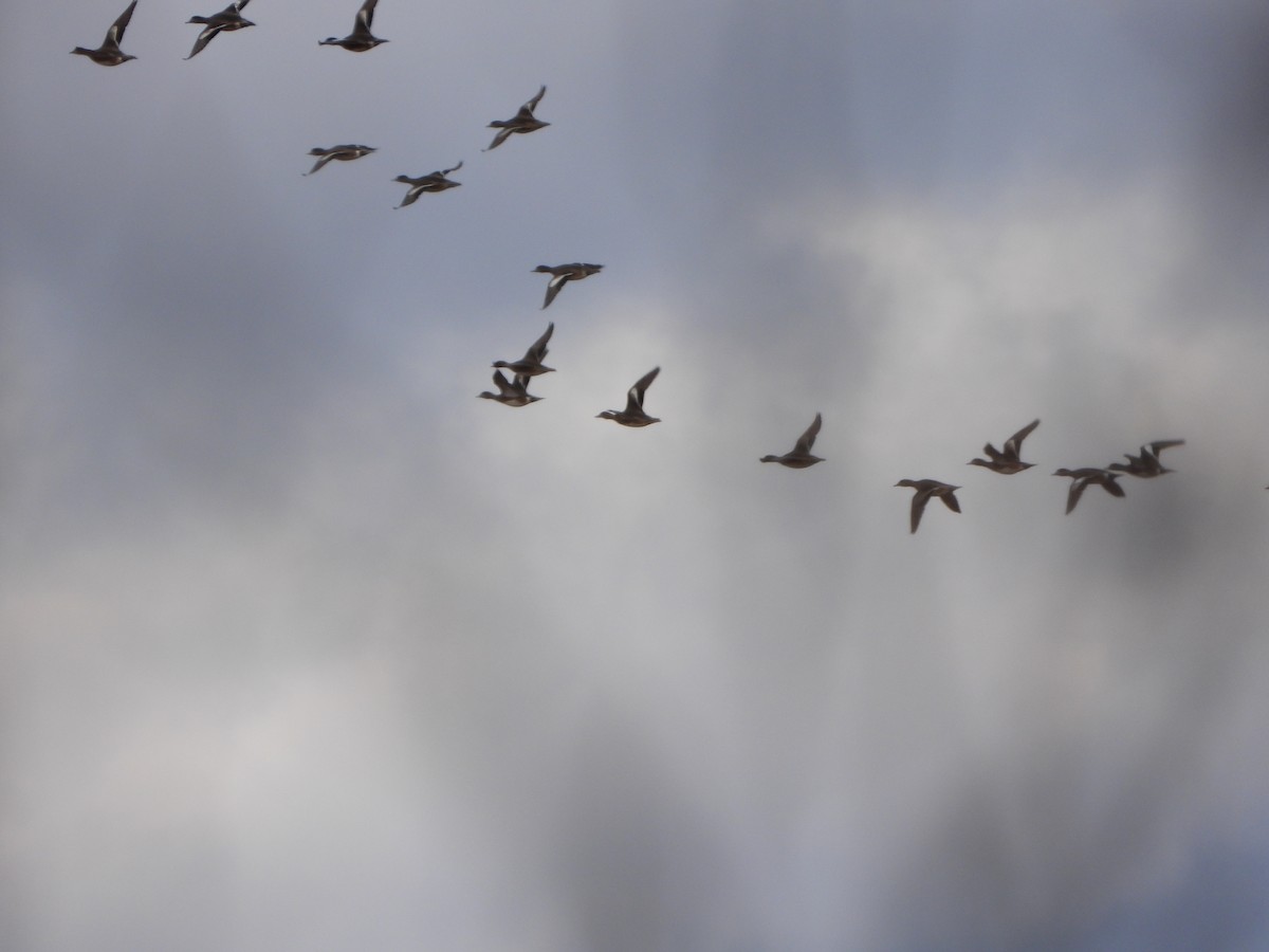 American Wigeon - ML611338065