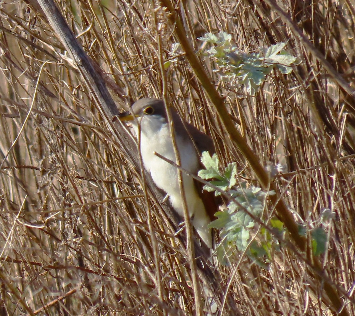 Yellow-billed Cuckoo - ML611338074