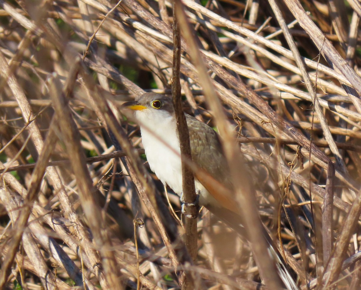 Yellow-billed Cuckoo - ML611338092