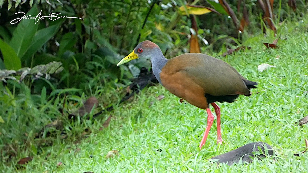 Russet-naped Wood-Rail - ML611338097