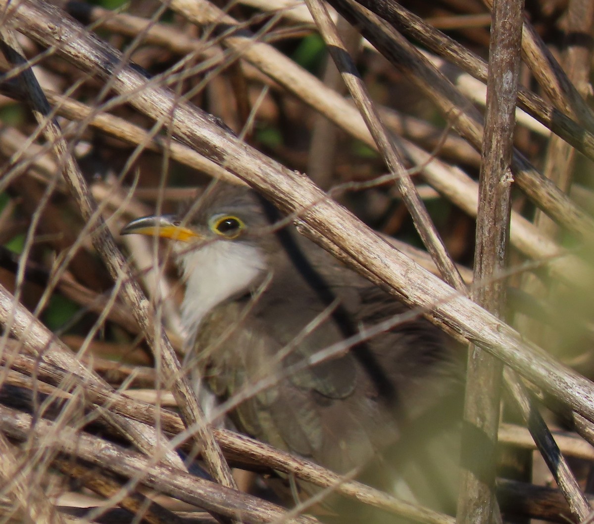 Yellow-billed Cuckoo - ML611338107