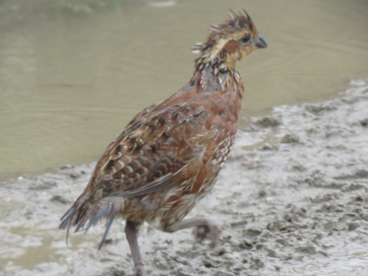 Northern Bobwhite - ML611338132