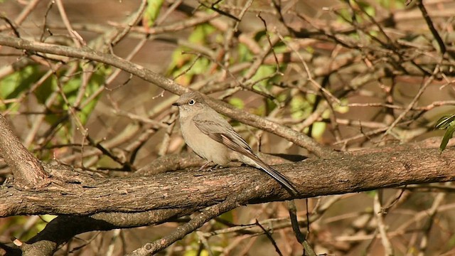 Solitario Norteño - ML611338191