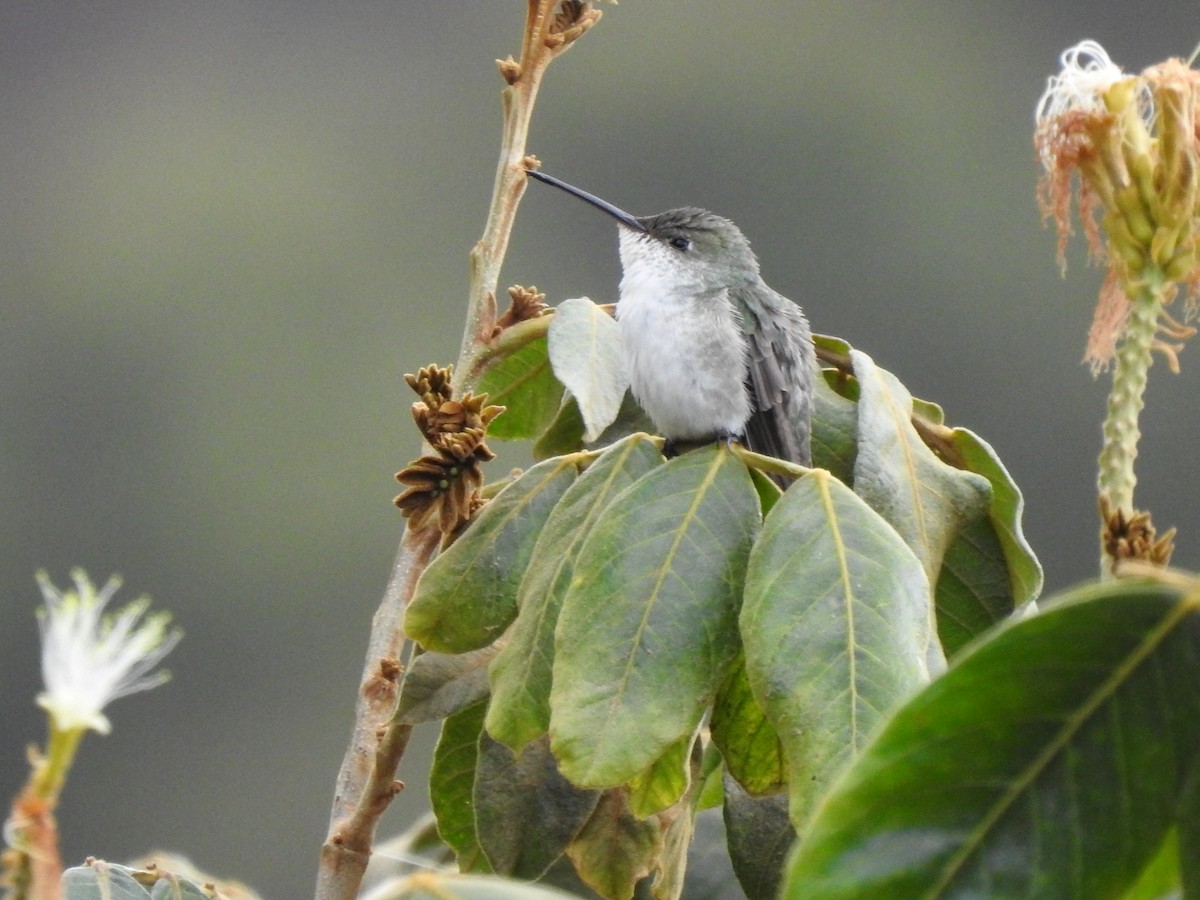 White-bellied Hummingbird - ML611338201