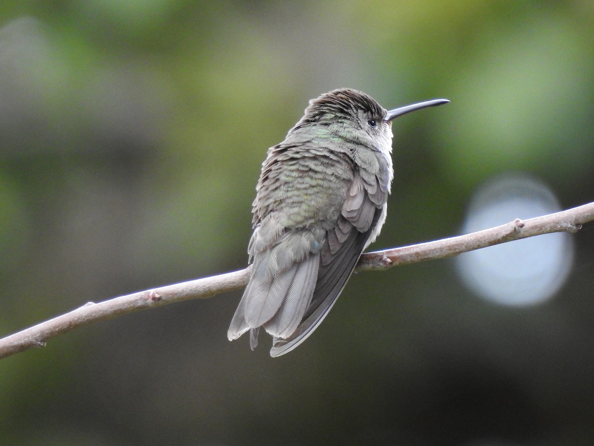 White-bellied Hummingbird - ML611338202