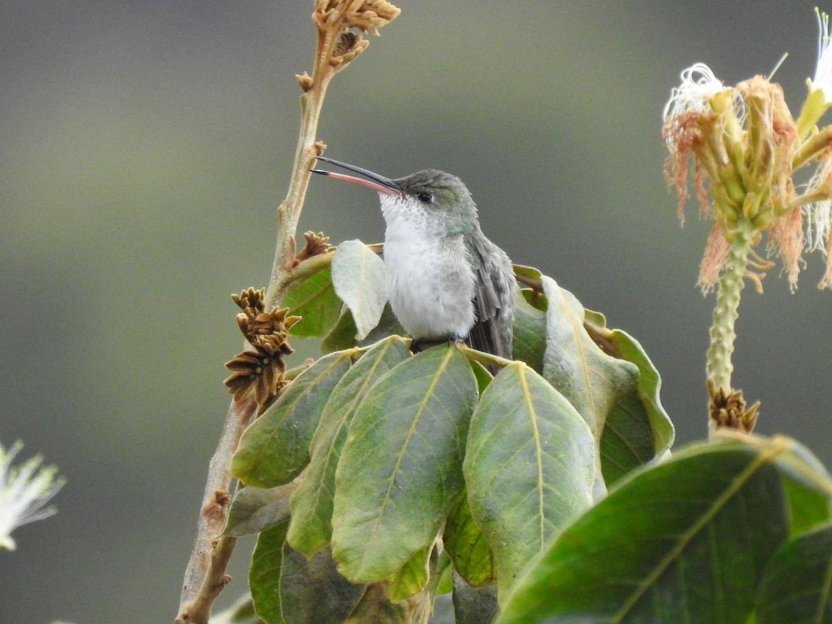 White-bellied Hummingbird - ML611338207