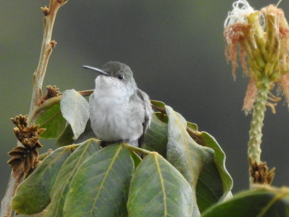 kolibřík bělobřichý - ML611338208