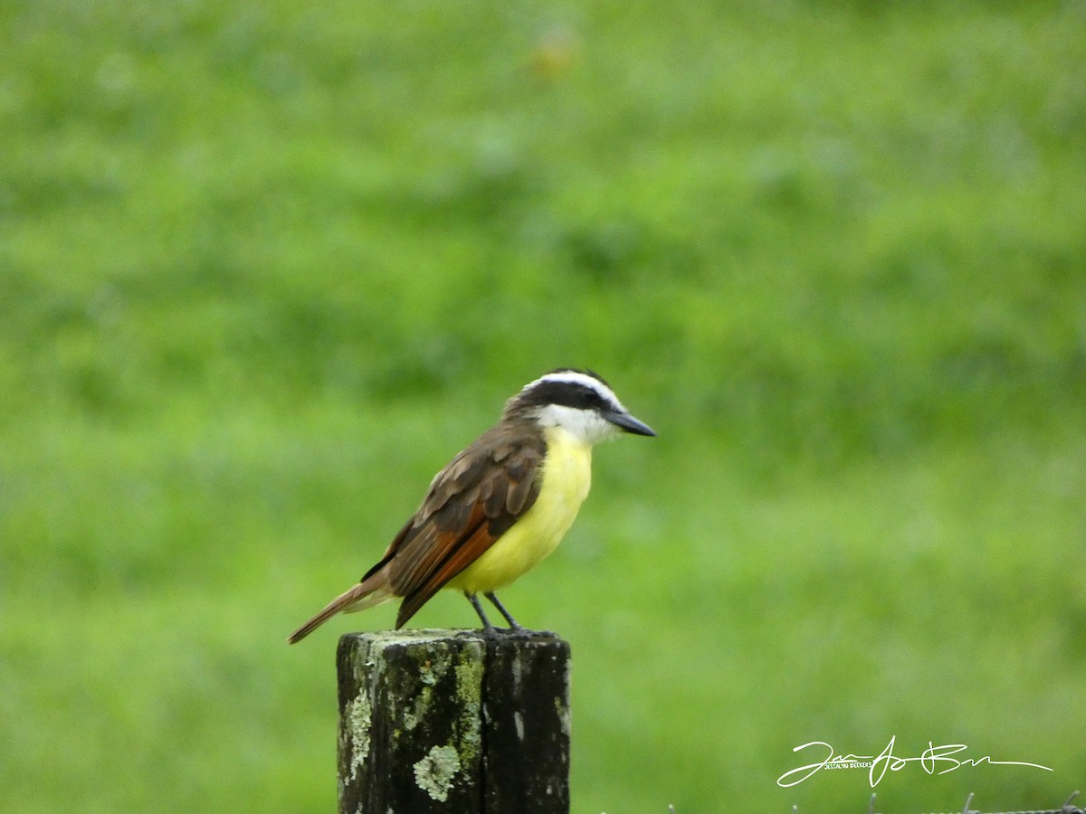 Great Kiskadee - ML611338225