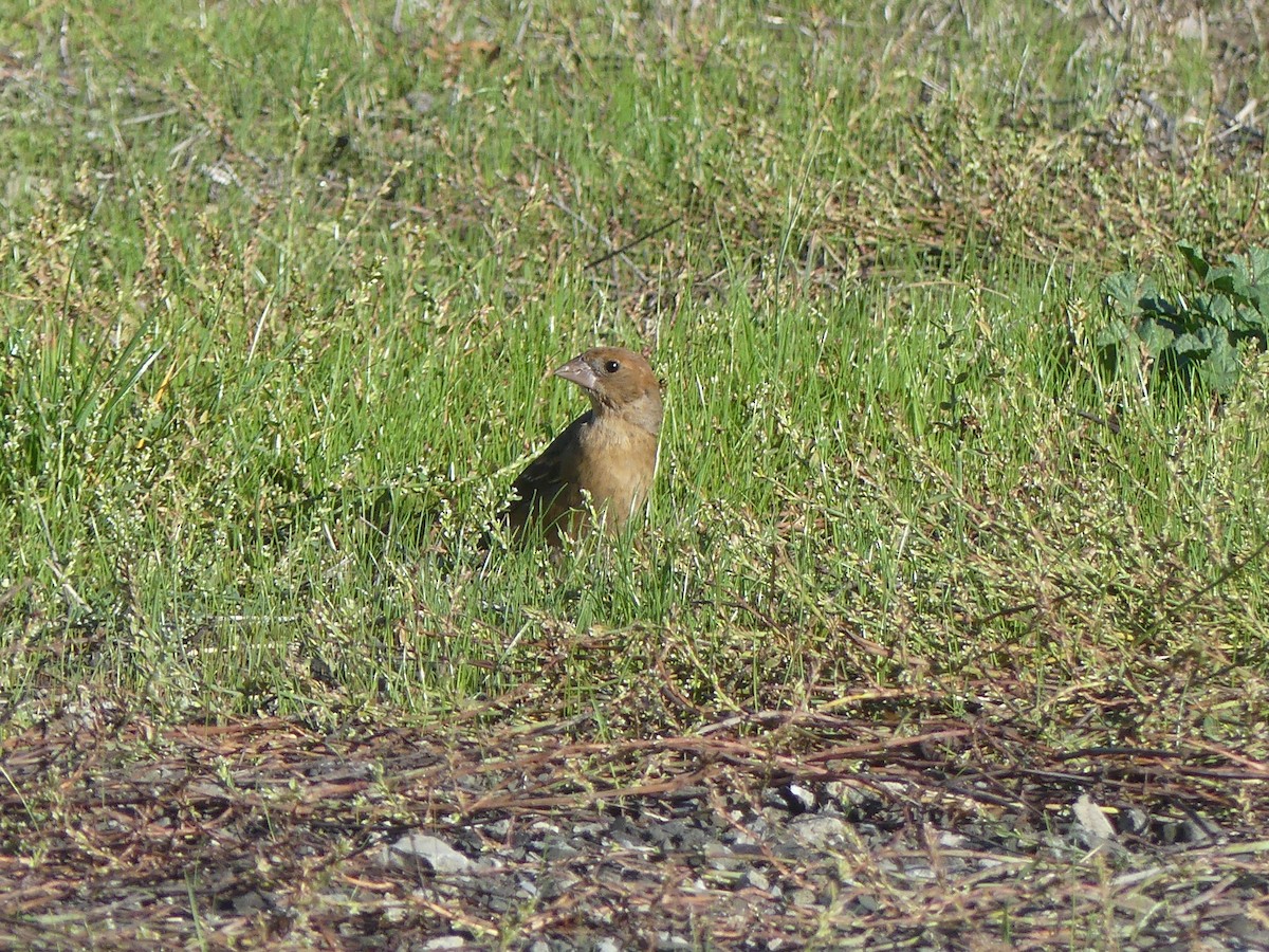 Blue Grosbeak - ML611338226