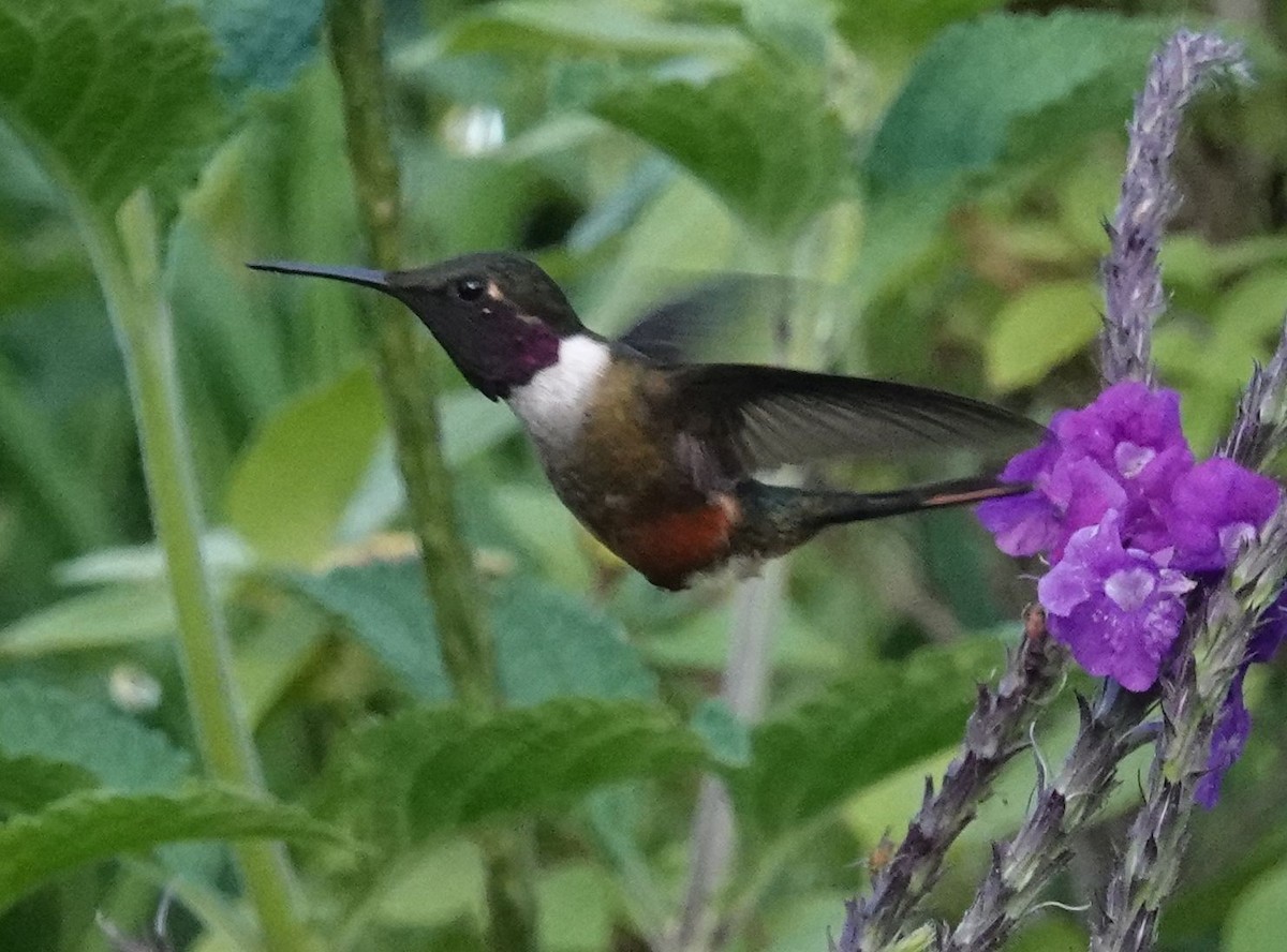 Colibrí Magenta - ML611338227