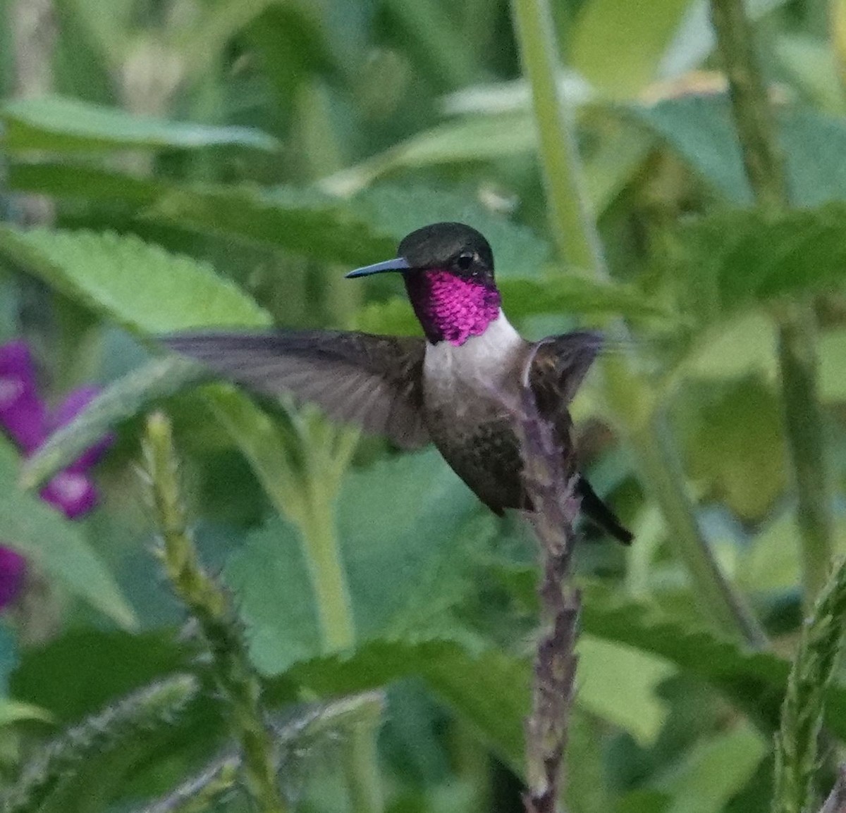 Magenta-throated Woodstar - ML611338229