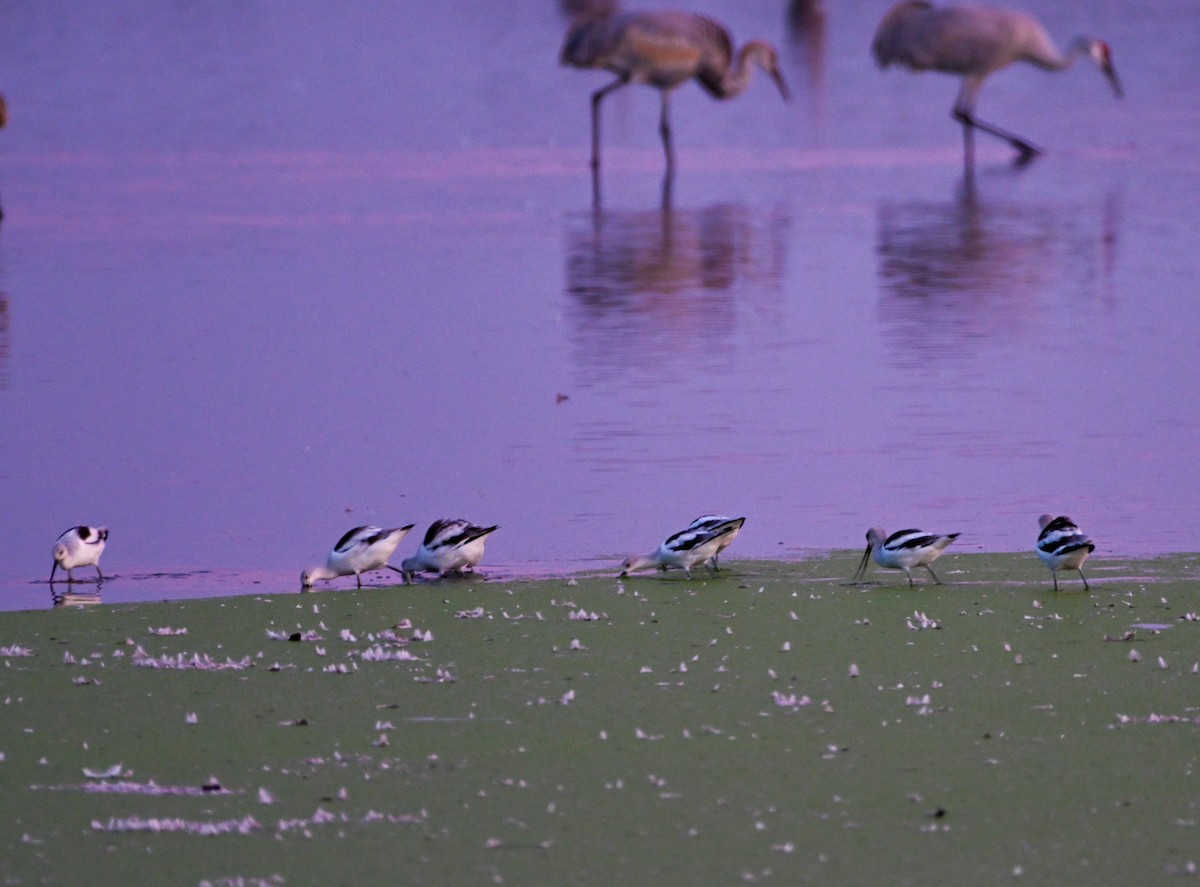 Avoceta Americana - ML611338257