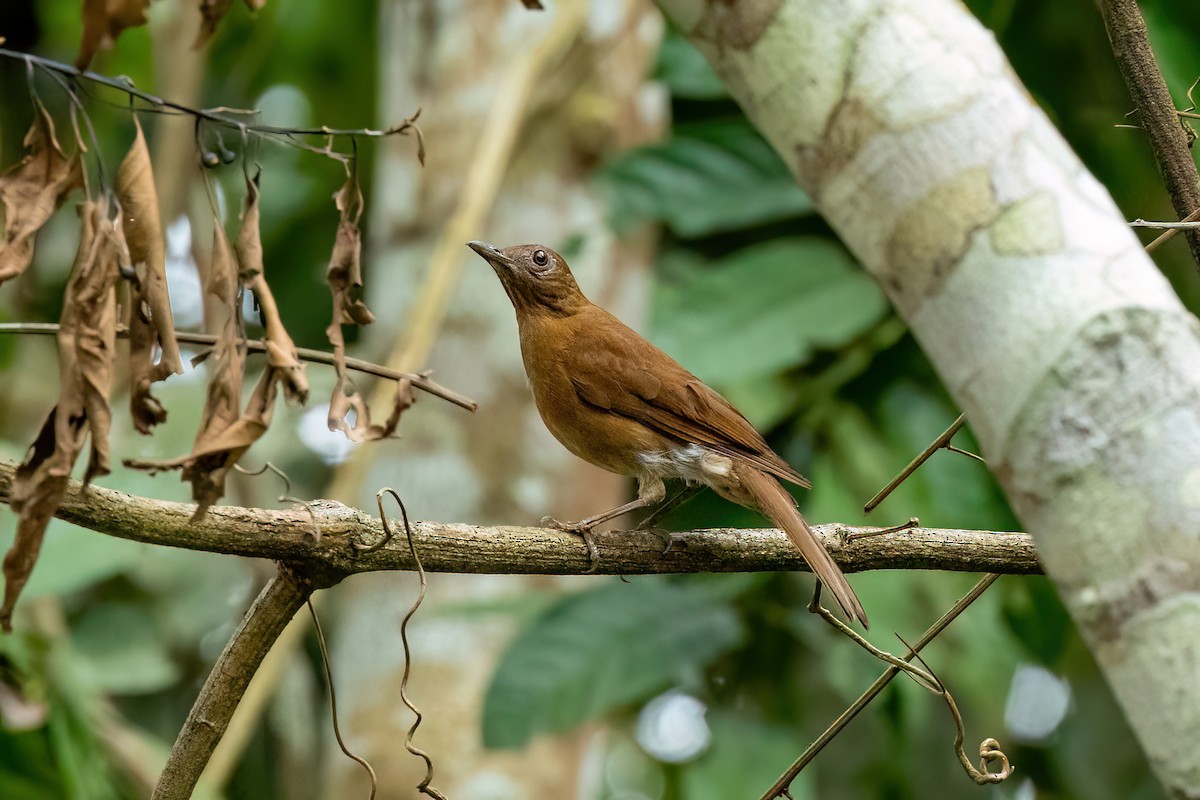 Hauxwell's Thrush - ML611338292