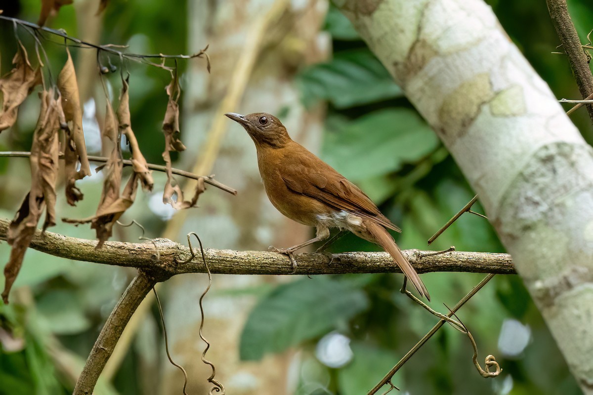 Hauxwell's Thrush - ML611338293