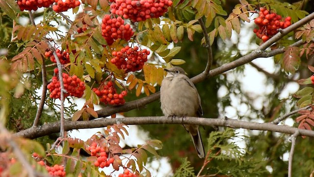 Townsend's Solitaire - ML611338315