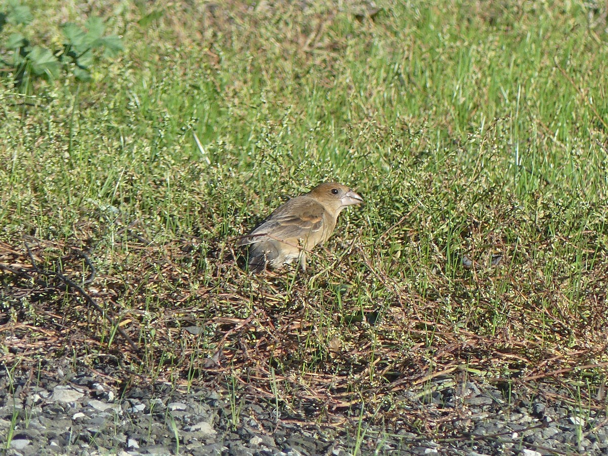 Blue Grosbeak - ML611338354