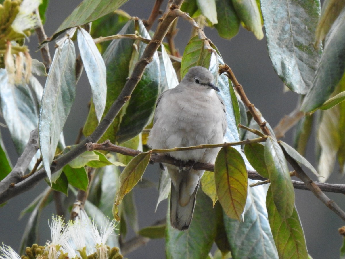 Picui Ground Dove - ML611338417