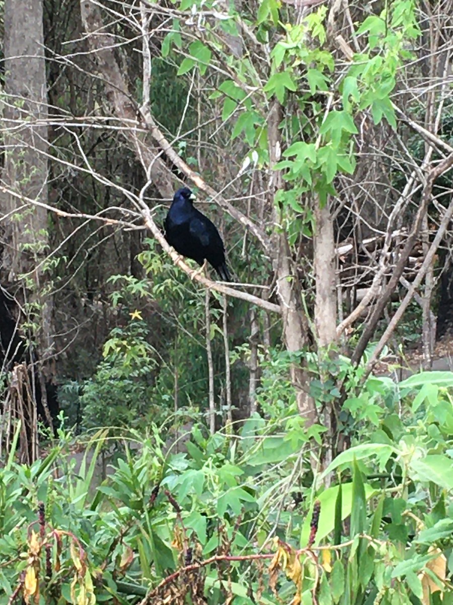 Satin Bowerbird - Sharon Young