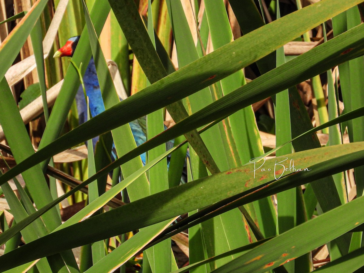 Purple Gallinule - ML611338509