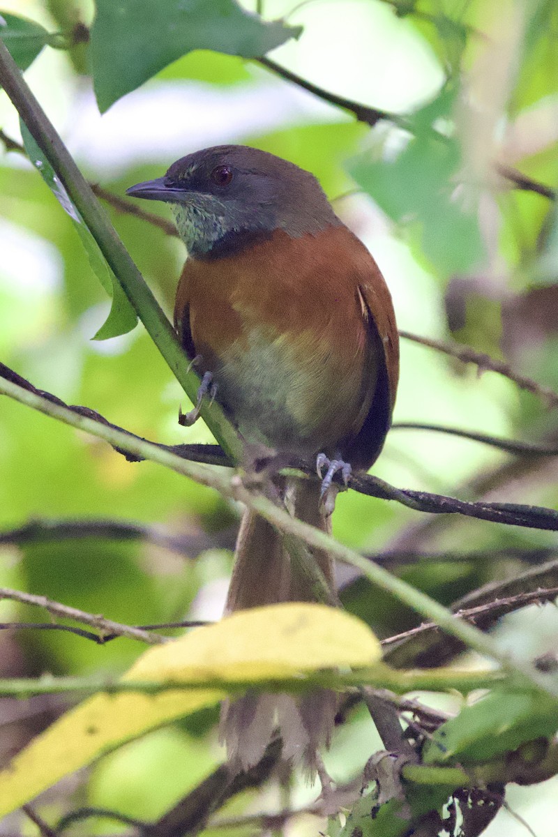 Rufous-breasted Spinetail - ML611338526