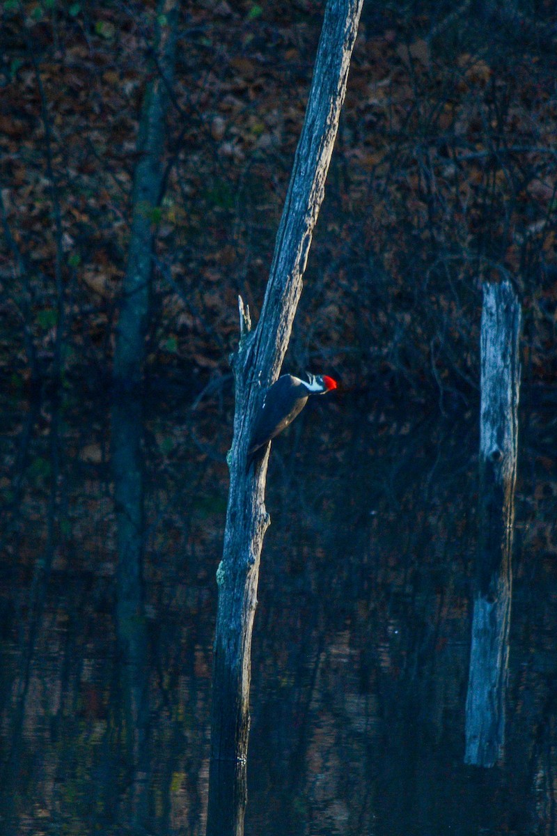 Pileated Woodpecker - ML611338539