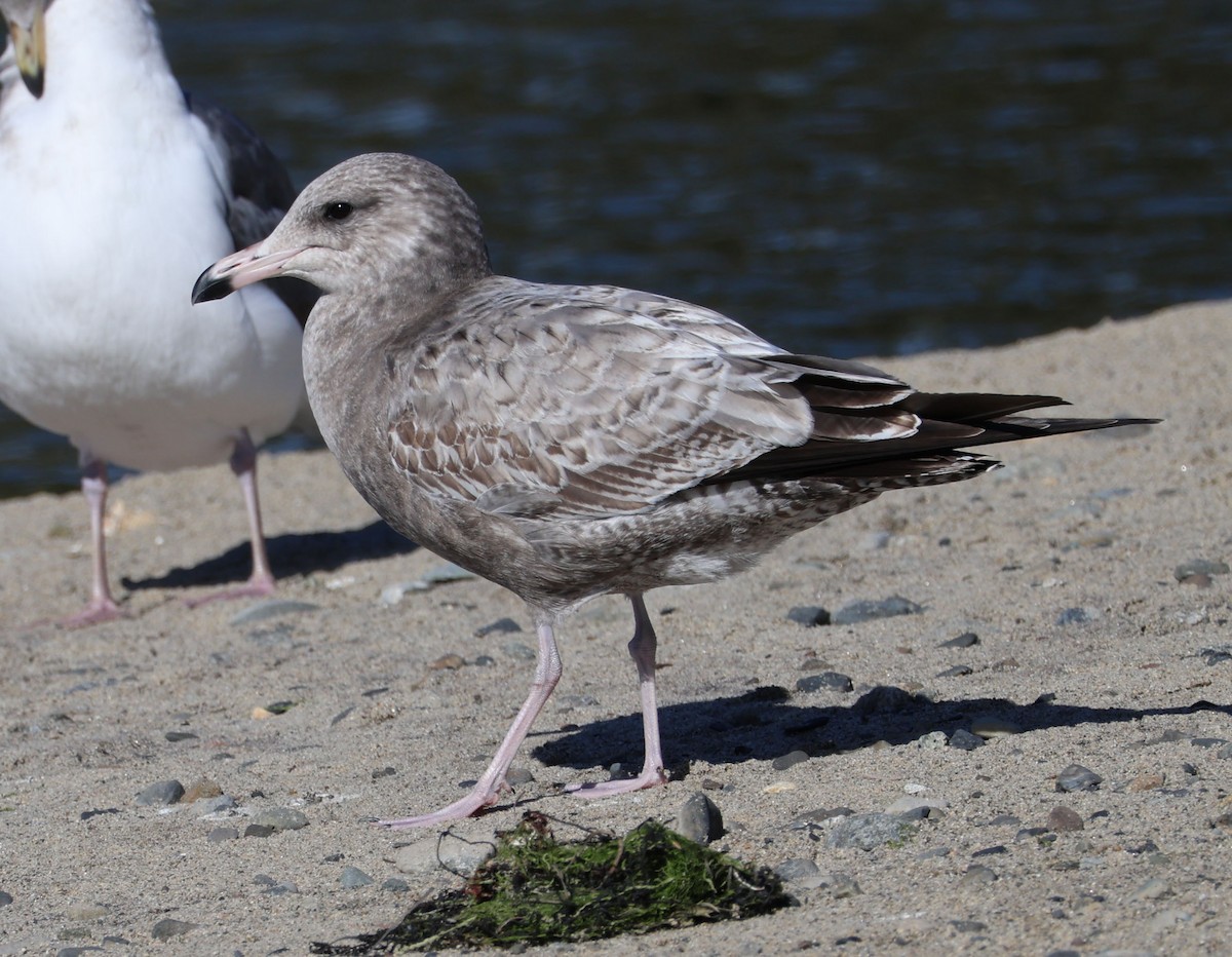 California Gull - Diane Etchison