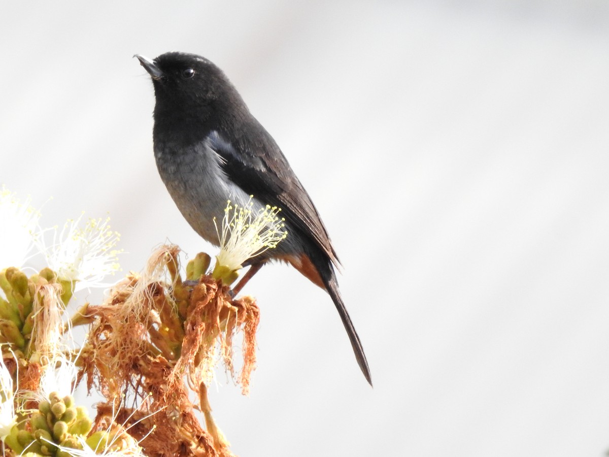 Gray-bellied Flowerpiercer - ML611338576