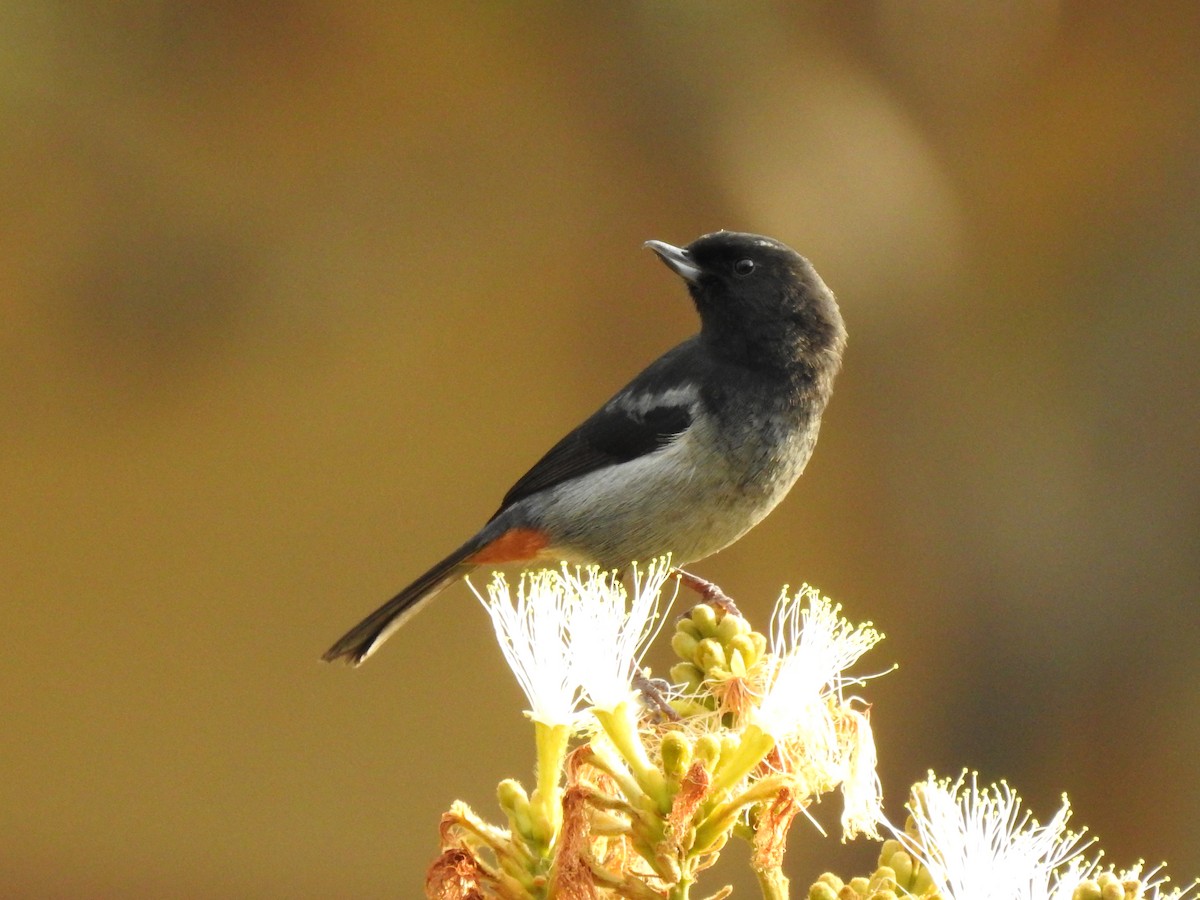 Gray-bellied Flowerpiercer - ML611338577