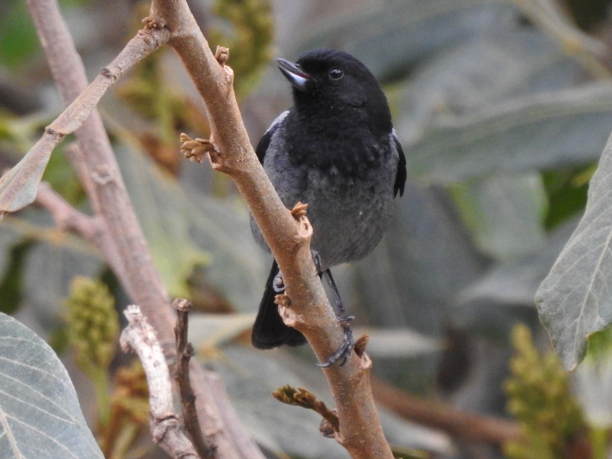 Gray-bellied Flowerpiercer - ML611338578