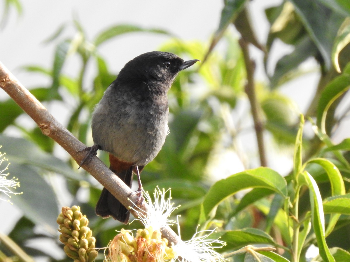 Gray-bellied Flowerpiercer - ML611338580