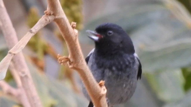 Gray-bellied Flowerpiercer - ML611338641