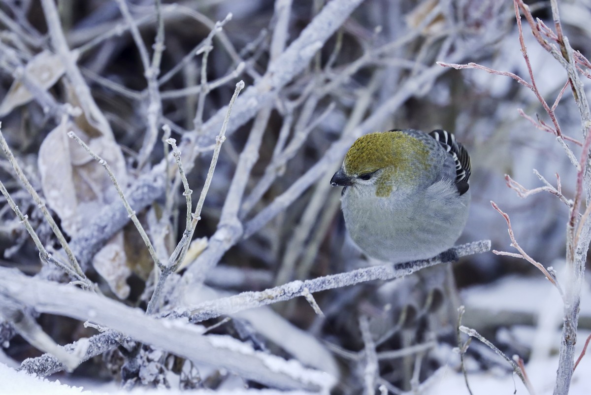 Pine Grosbeak - ML611338651