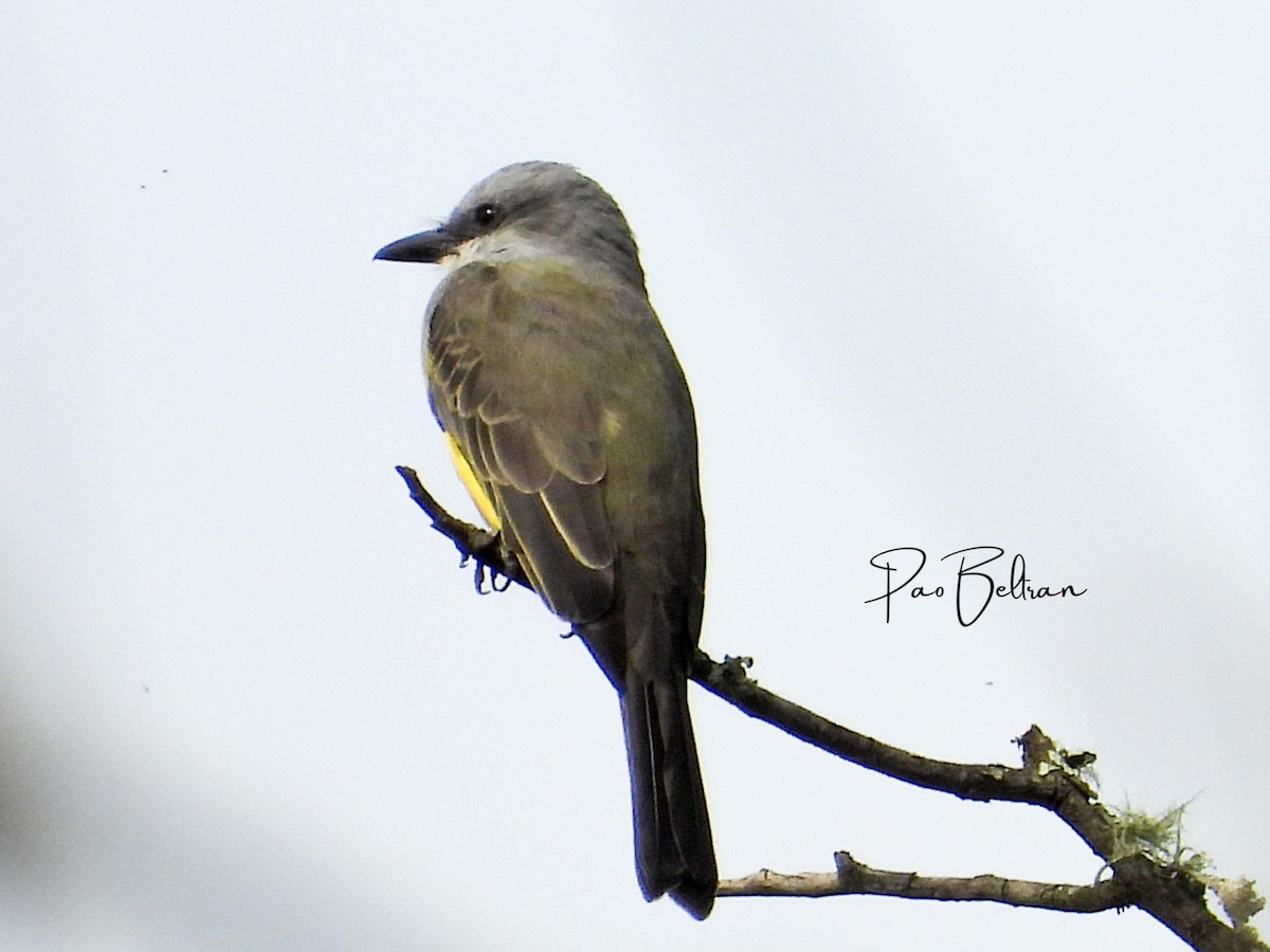 Tropical Kingbird - ML611338680