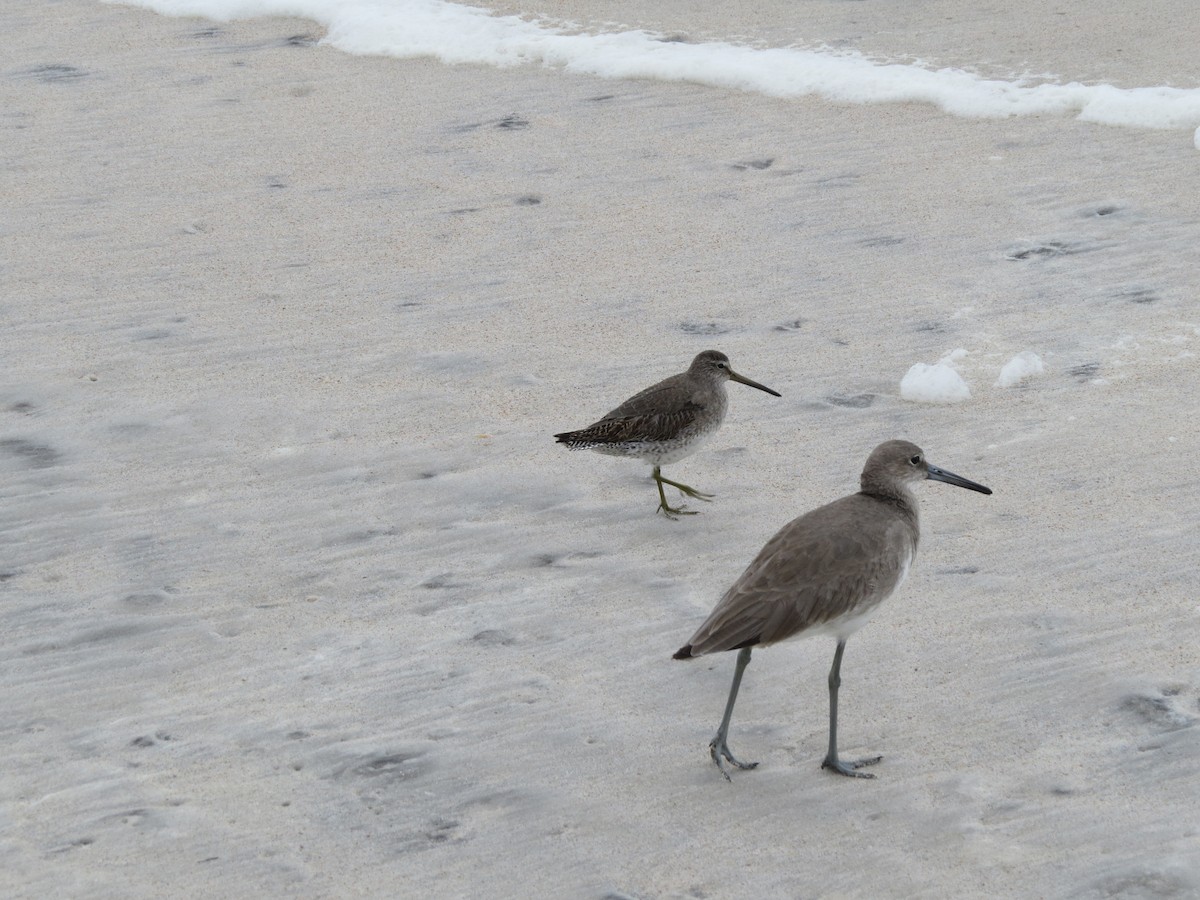 Short-billed Dowitcher - Peter Johnson-Staub