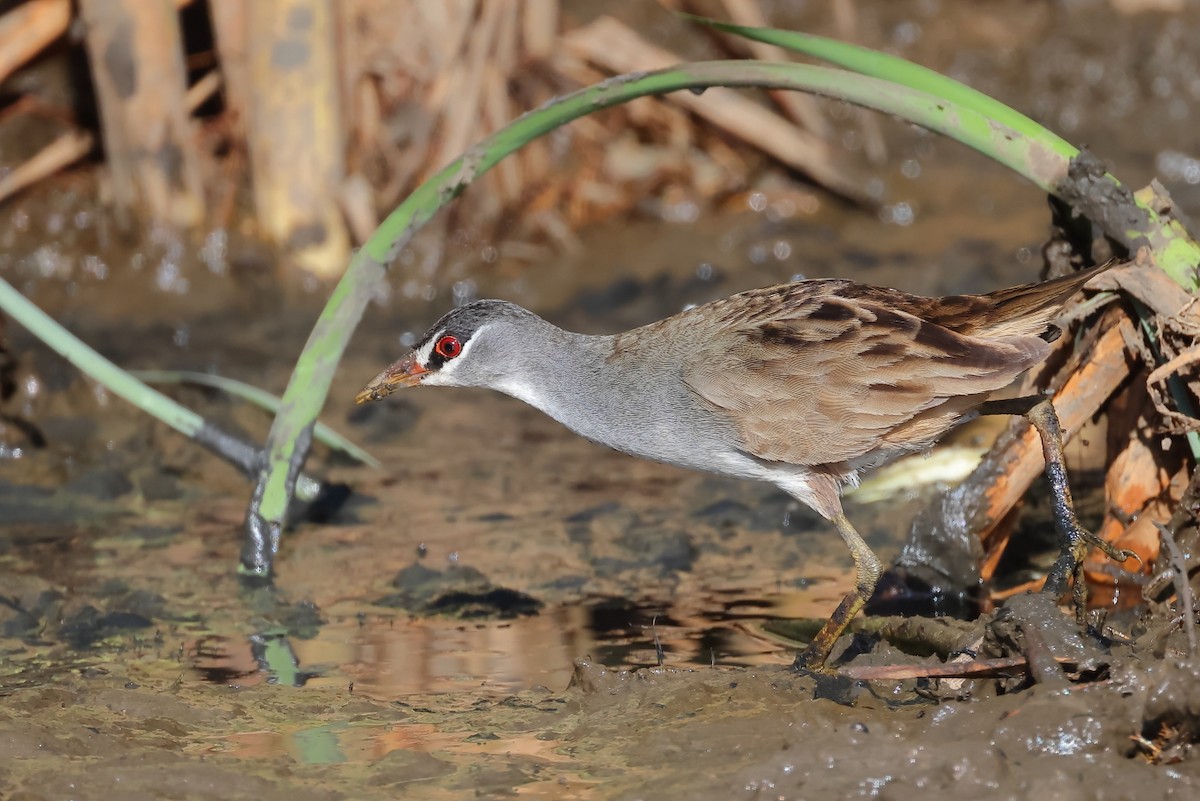 White-browed Crake - Tony Ashton