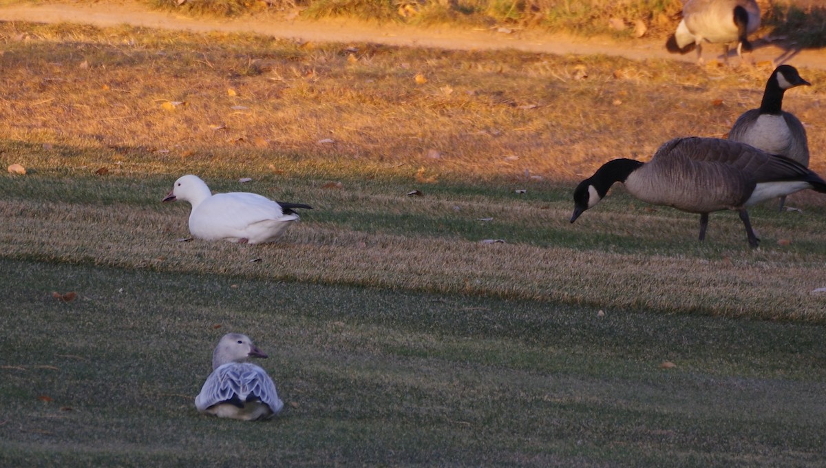 Snow Goose - ML611338728