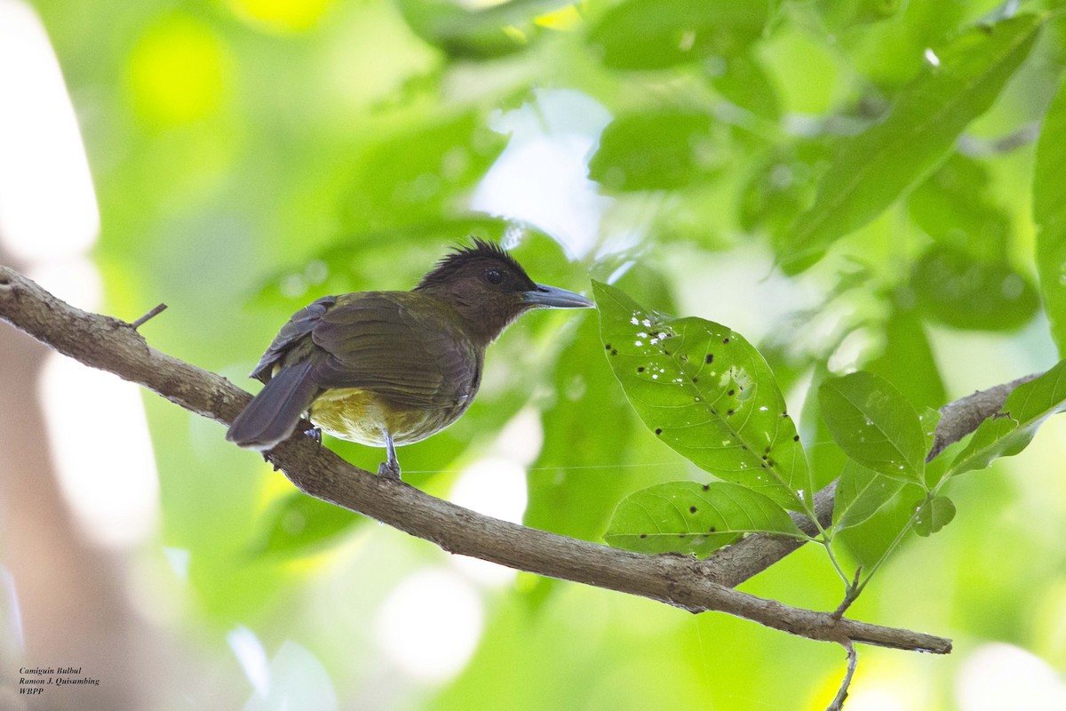 Camiguin Bulbul - ML611338764