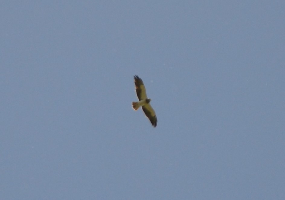 Swainson's Hawk - ML611338853