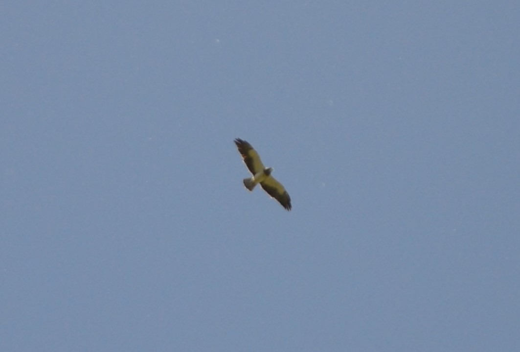 Swainson's Hawk - ML611338854