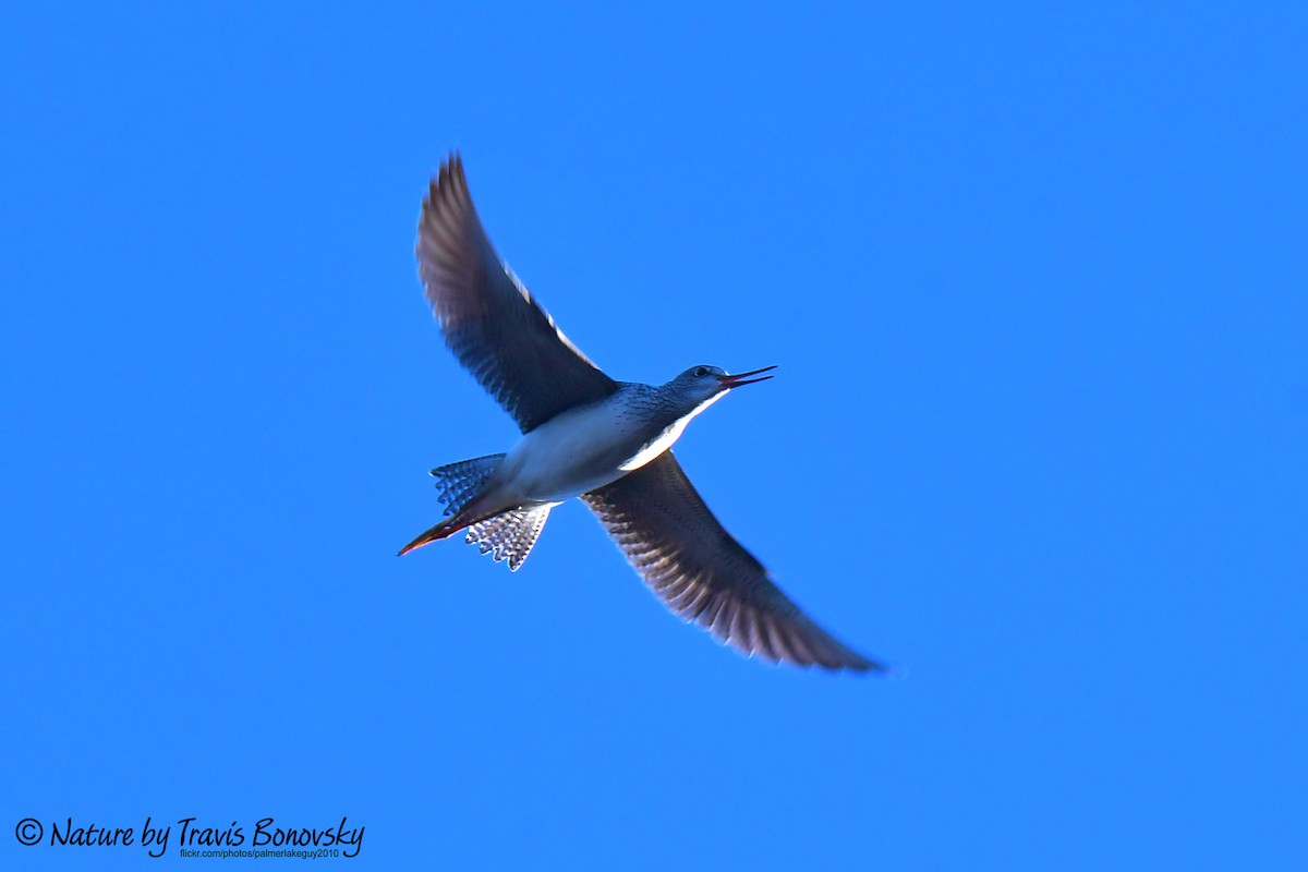 Greater Yellowlegs - ML611338936