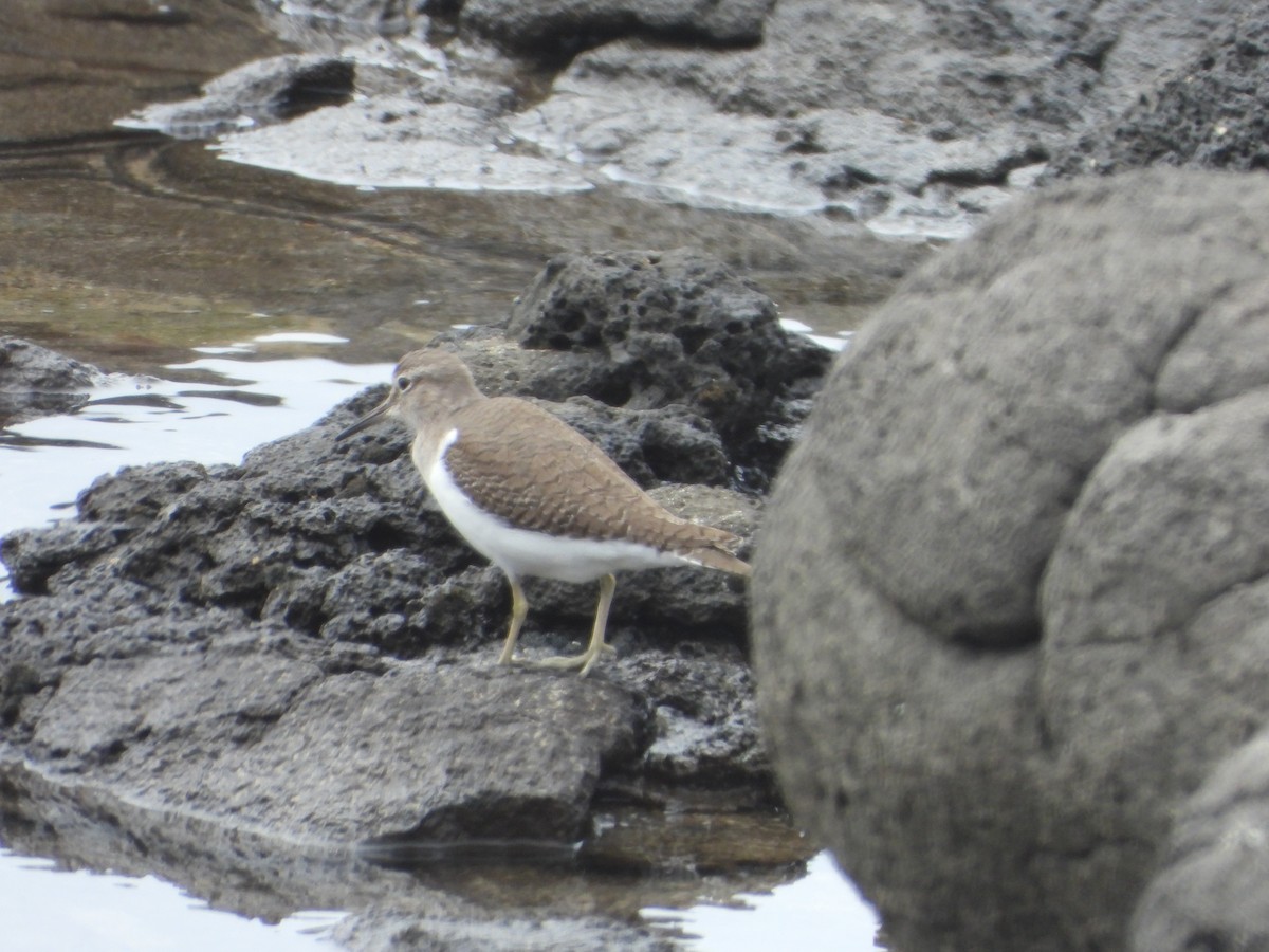 Common Sandpiper - ML611338958