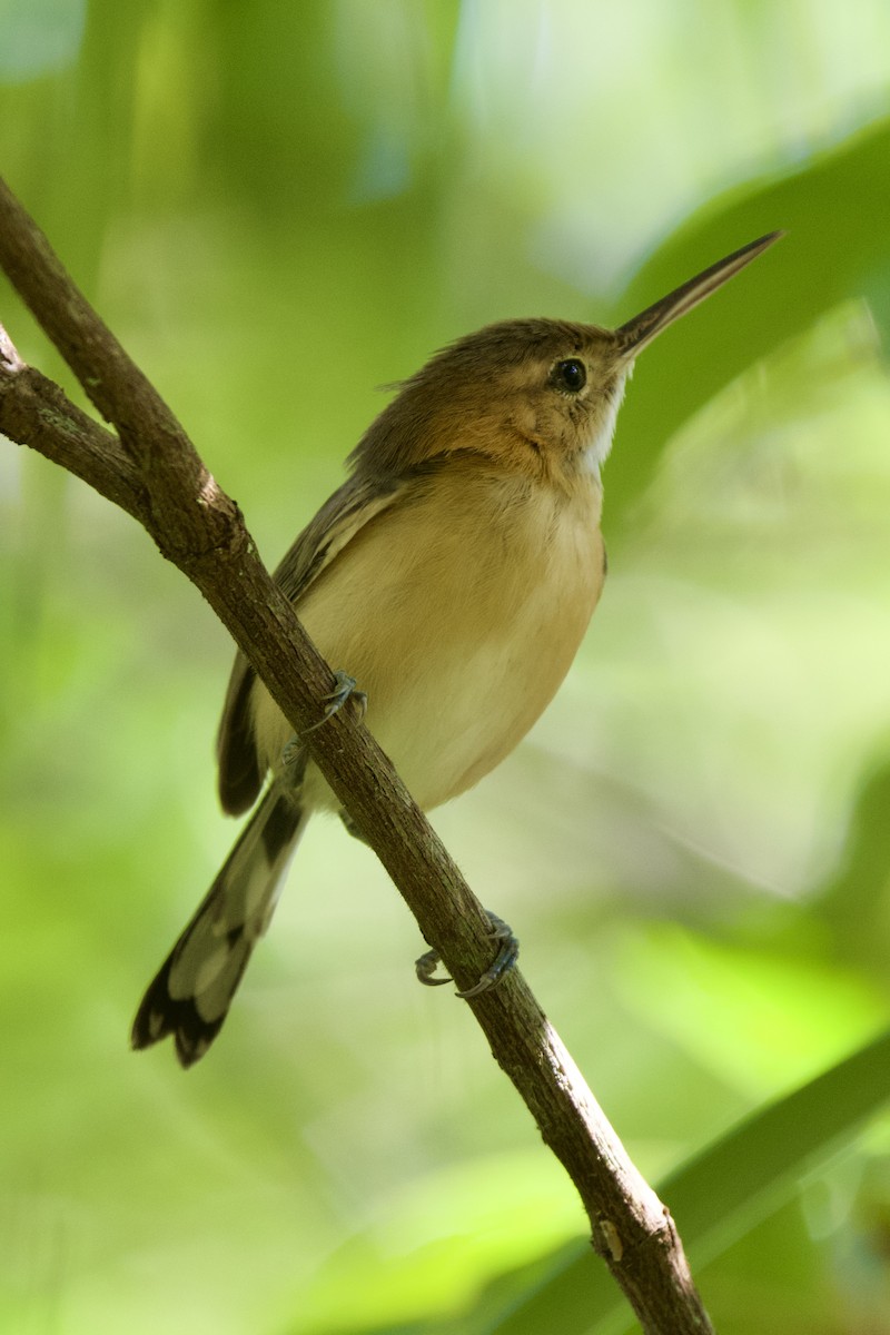 Long-billed Gnatwren - ML611339004