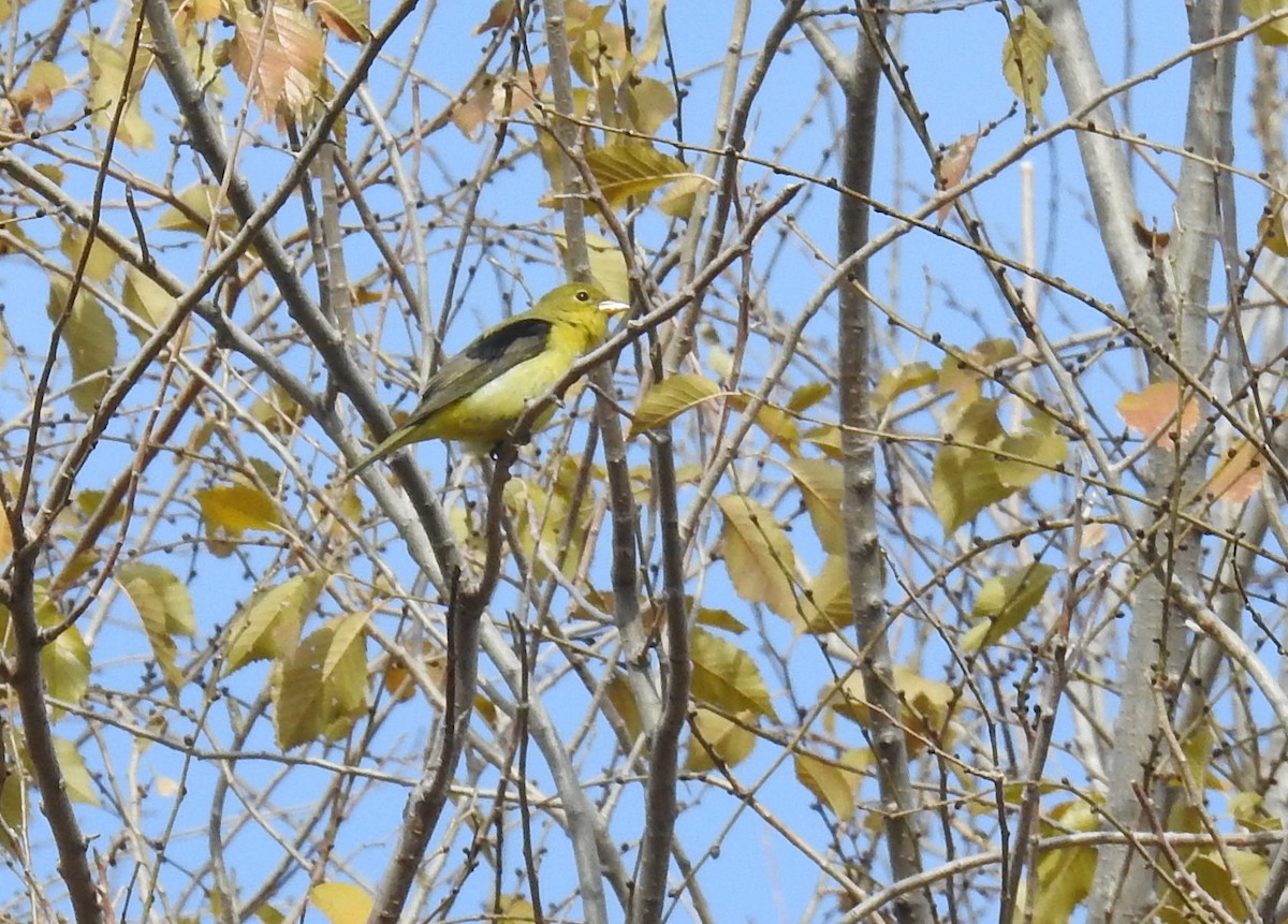 Scarlet Tanager - Heidi Ware Carlisle