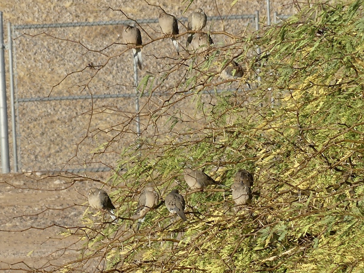Mourning Dove - ML611339100